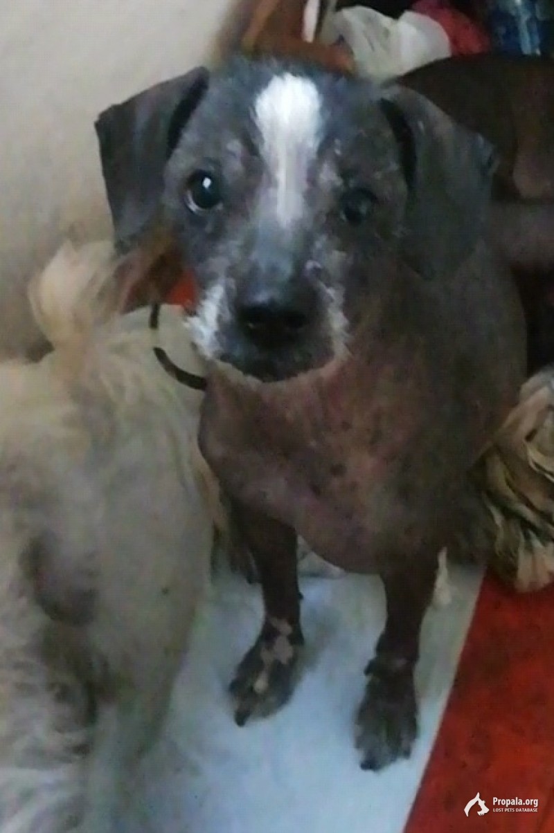 Пропала собака породы ксолоитцкуинтли