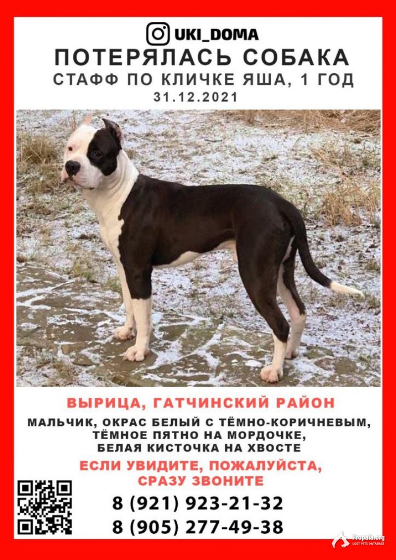 Пропала собака