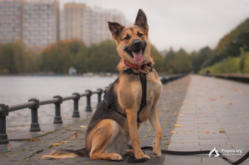 Тея ищет дом!