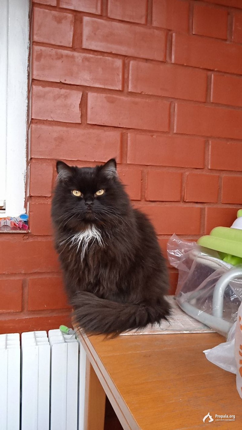 Пропала чёрная кошка с белой грудкой