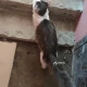 Найден кот!! Супонево!!!