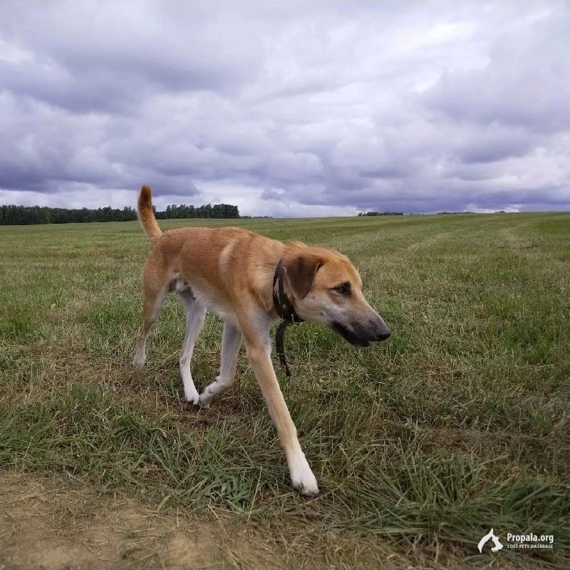 Пропал ВУДИ Москва Раменки