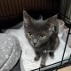 Котенок Серенький мальчик 2 мес