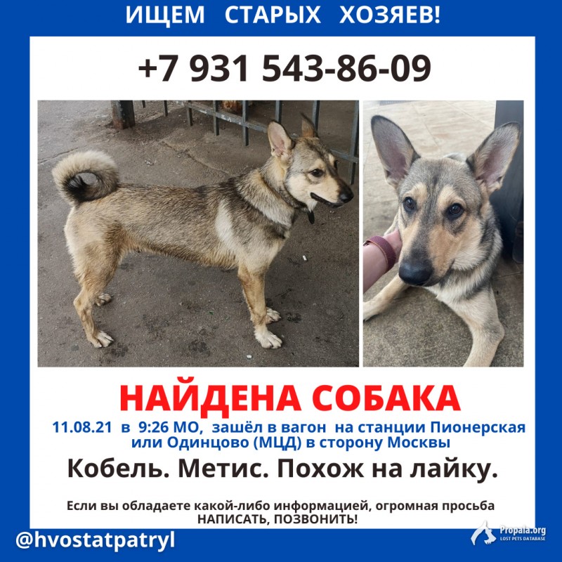Найдена собака кобель - метис с кожаным ошейником