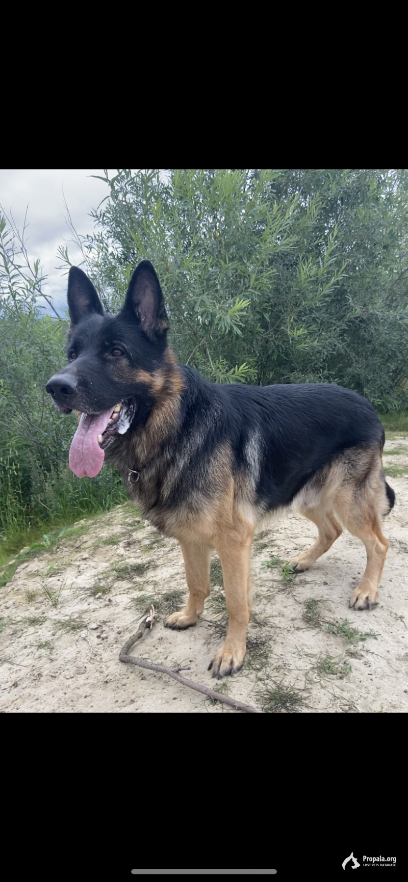 Пропала немецкая овчарка на 112км Сургут-Когалым