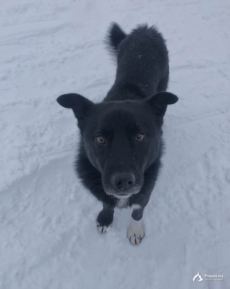 Помогите найти собаку