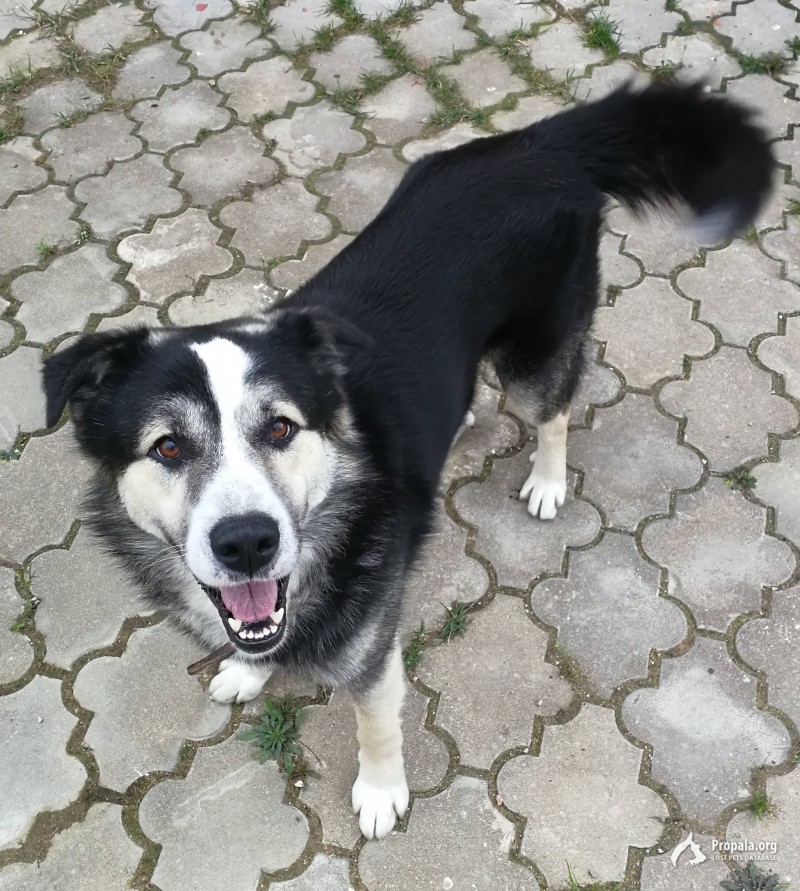 АКСИНЬИНО, МО. Пропал пёс Митя, вознаграждение!