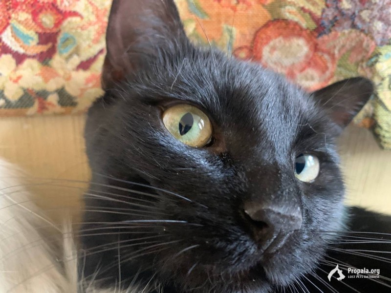 Пропал кот