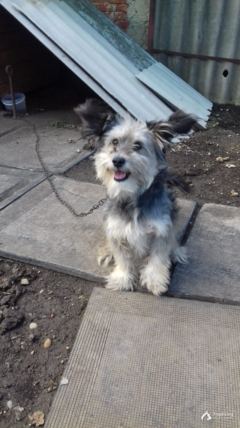 Собака в радиусе от Пластуновской