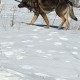 Найден пес