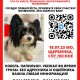 Пропала собака Лео в Щербинке, СНТ Лесное
