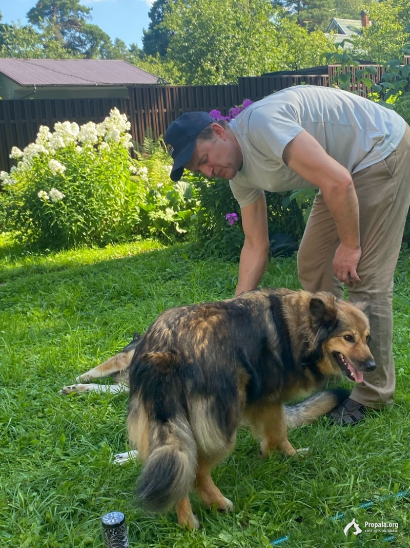 Пропала собака! помогите! за вознаграждение!