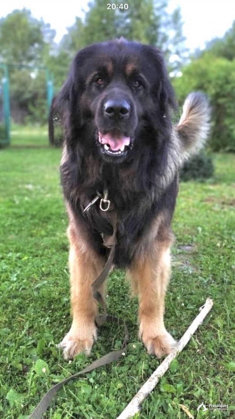 Убежала собака Леонбергер "Лева"