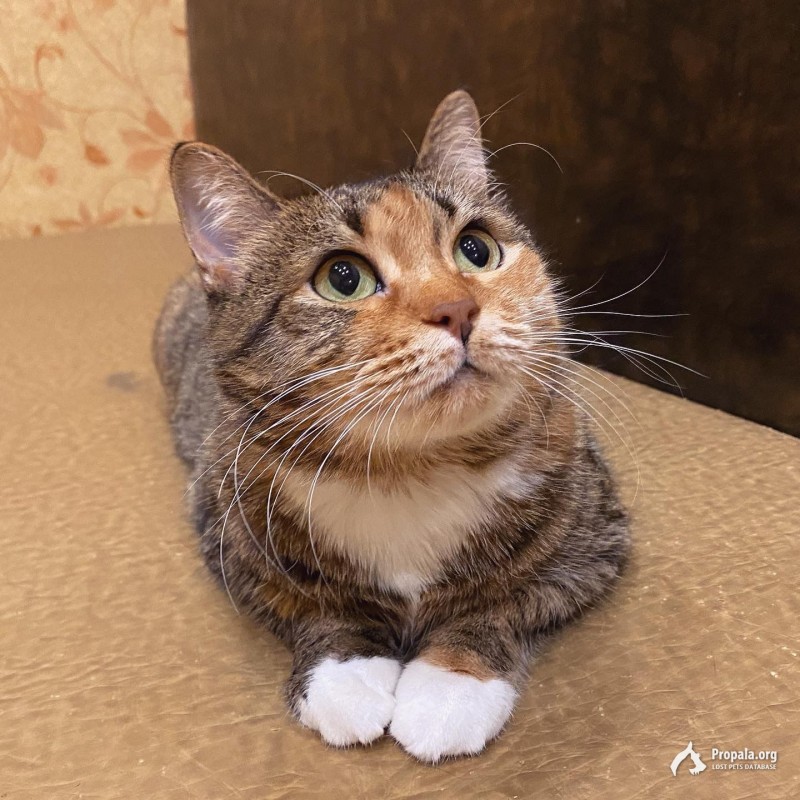 Мелисса ищет дом!