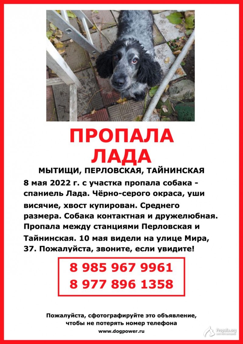 Пропала собака