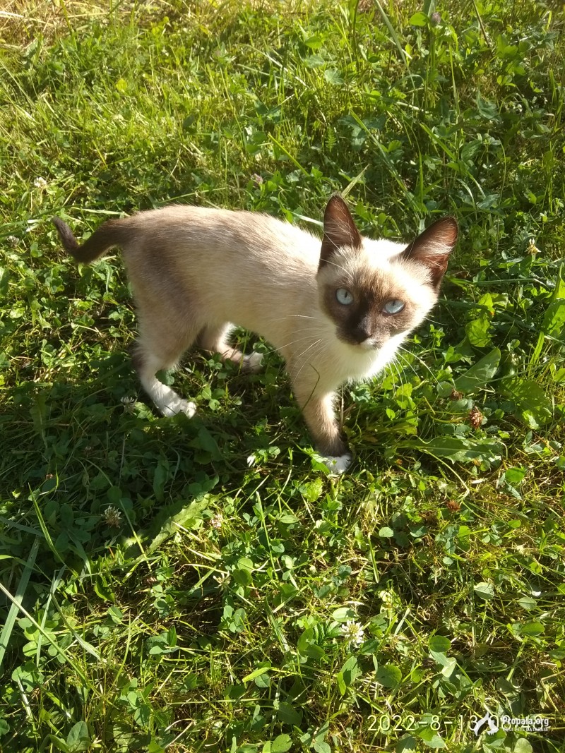 Нашёлся котик. Отдам в хорошие руки