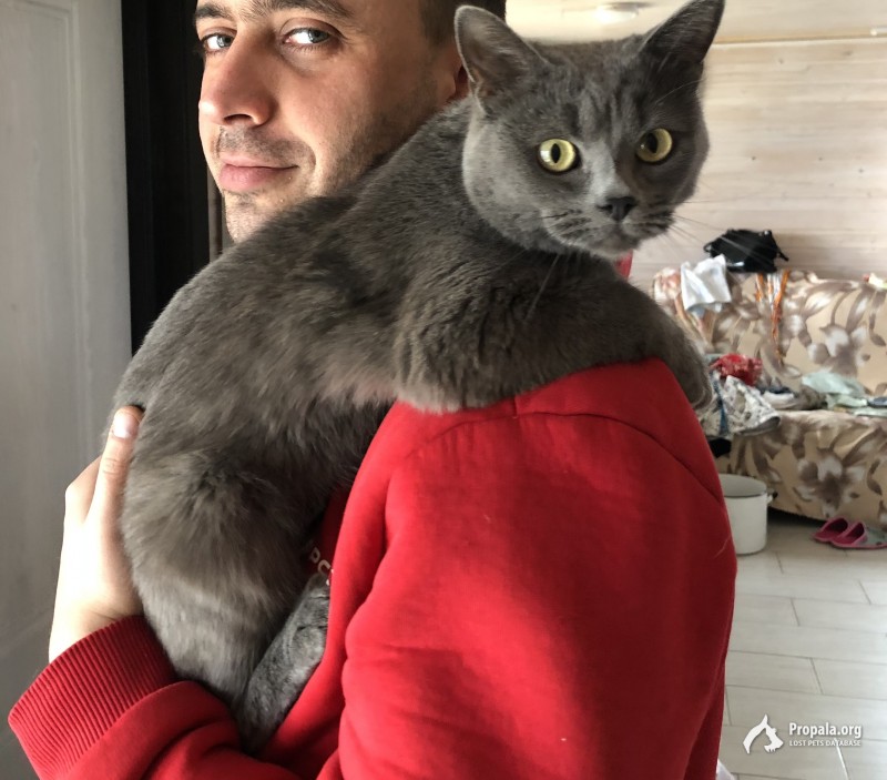 Пропал кот СНТ Птицевод-4 Пересвет