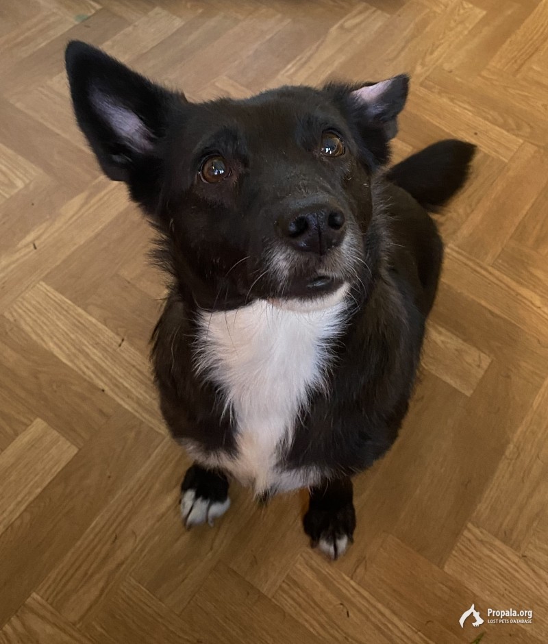 СЕВЕРНОЕ МЕДВЕДКОВО. ПРОПАЛА СОБАКА 16.11