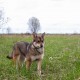 Марли 2,5 года ищет дом