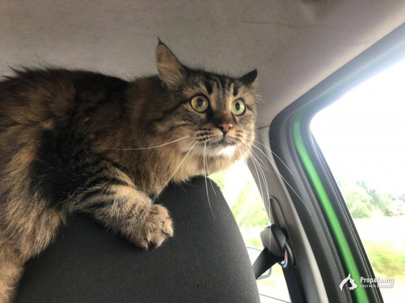 Кошка выпрыгнула на ходу из окна автомобиля