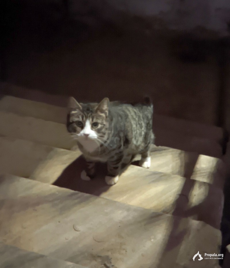 Найден котик