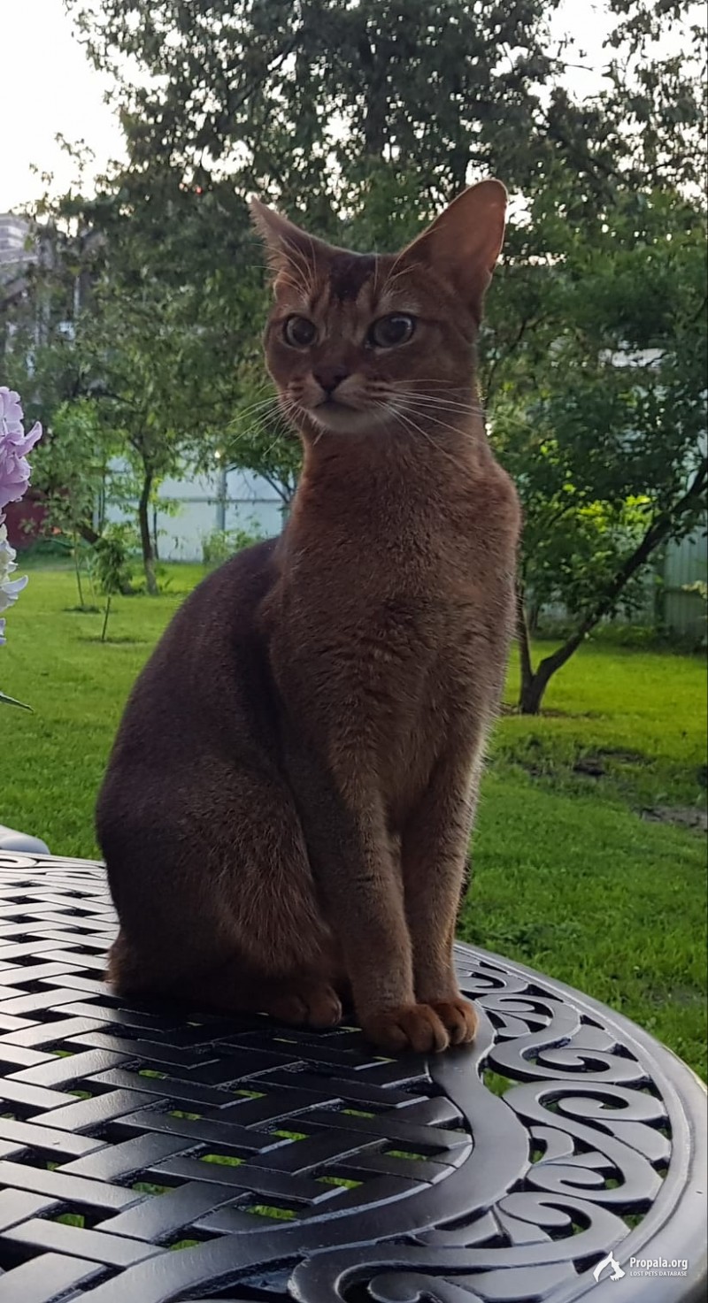 Пропала кошка