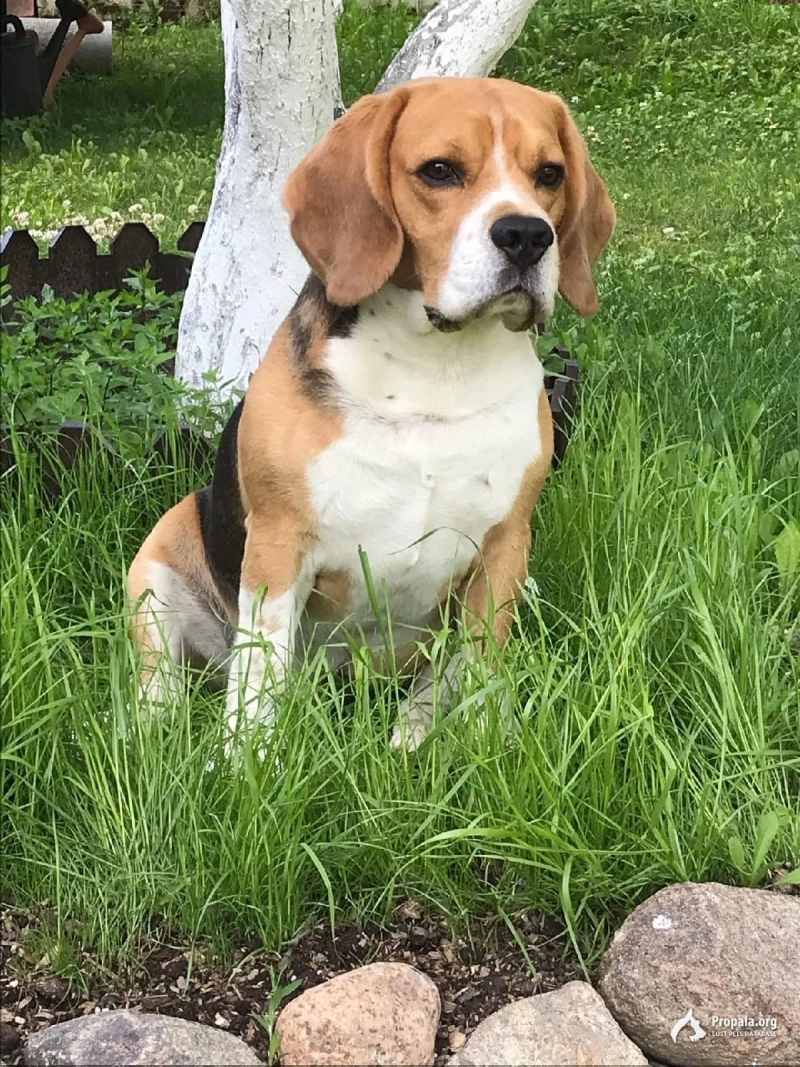 Потерян бигль, ЛО Кировский район