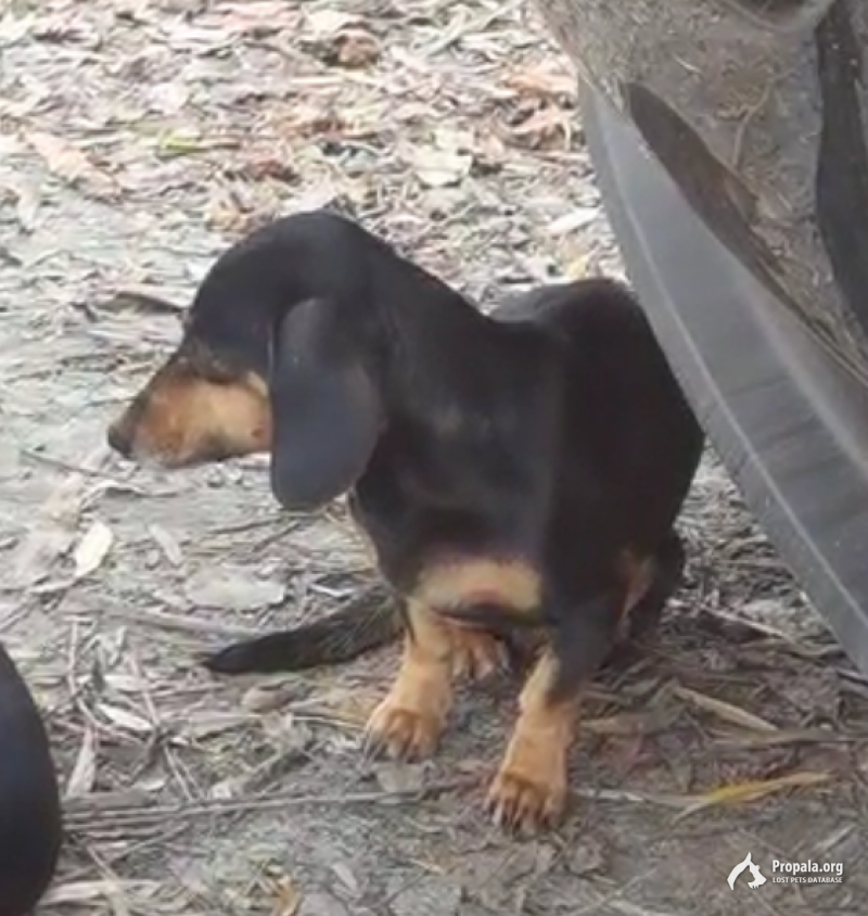 Найдена такса, девочка, в районе ст. Ольгинская.