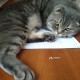 Пропал кот!