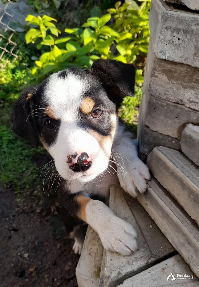 Краснодар, преданный охранник во двор
