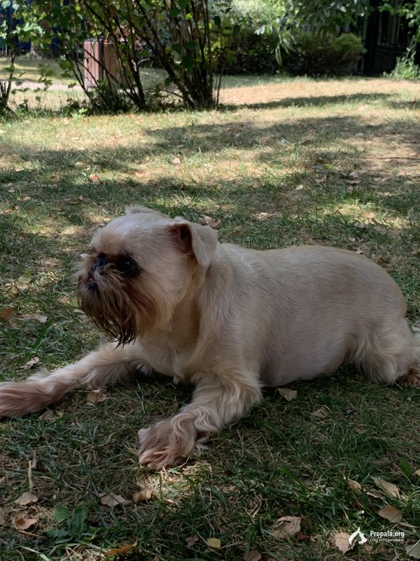 Пропала собака !