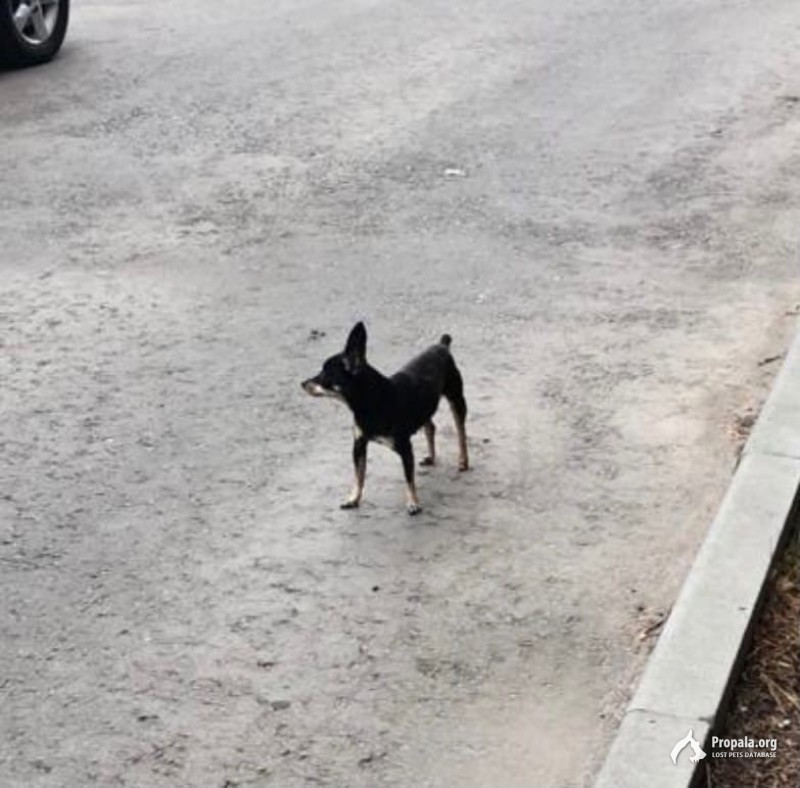 Жуковский. Замечена мелкая собака