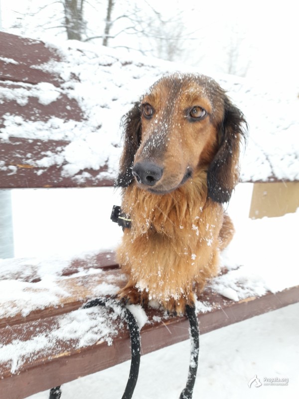 Пропала такса