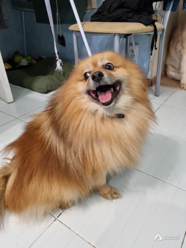 Найден шпиц рыжий в Балашихе