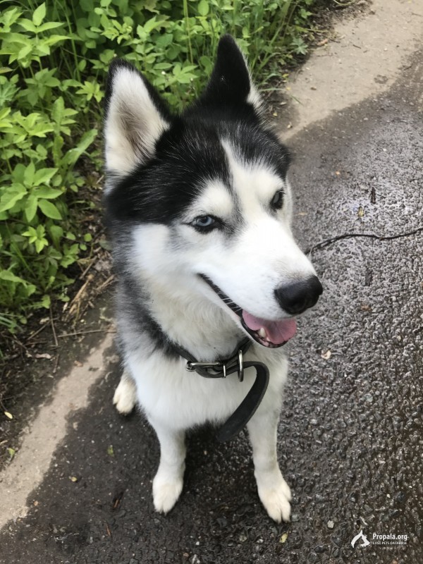 Кобель похож на Лайку или Хаски.