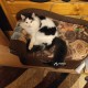 Пропал кот.