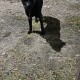 черненький с оборванной цепочкой