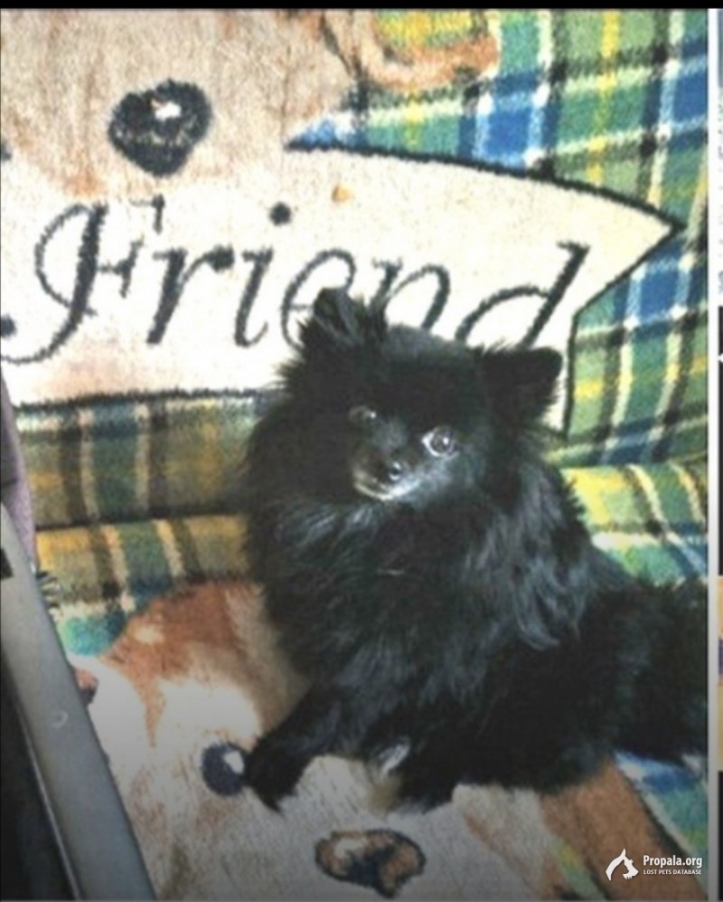 Пропала собака!!!