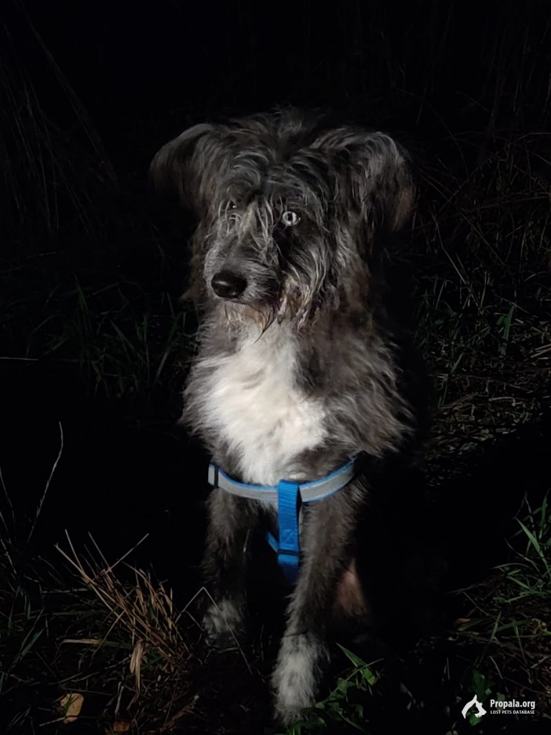 Найдена собака