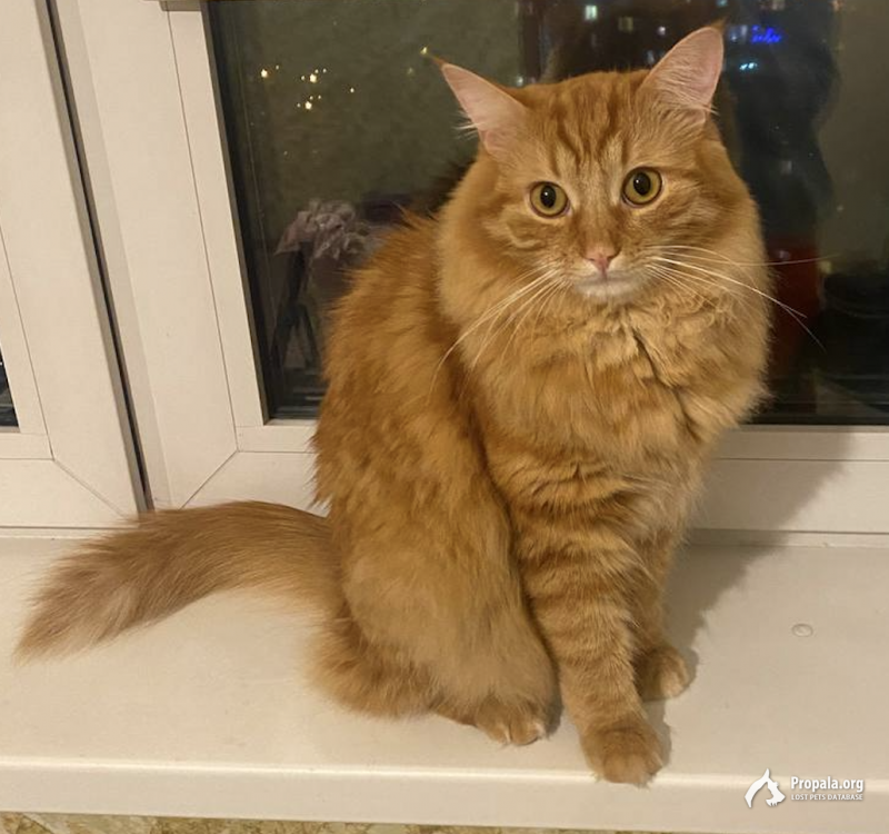 рыжий кот