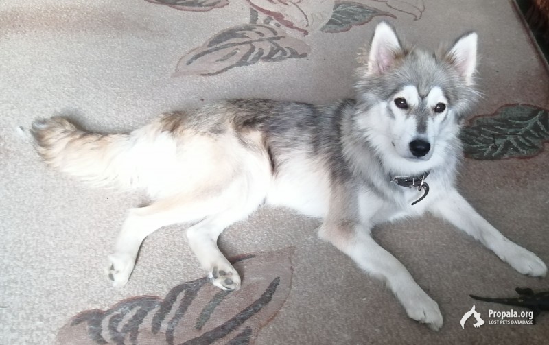 Пропала собака