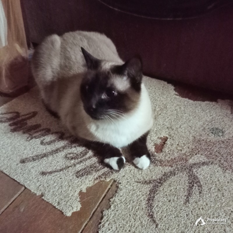 Пропал кот р-н Кубинка