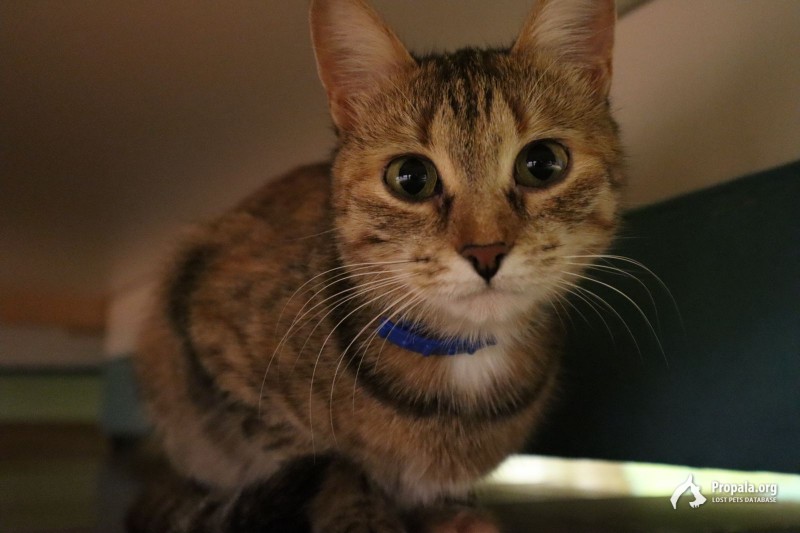 Пропала кошка Синий ошейник Рязанский проспект Москва