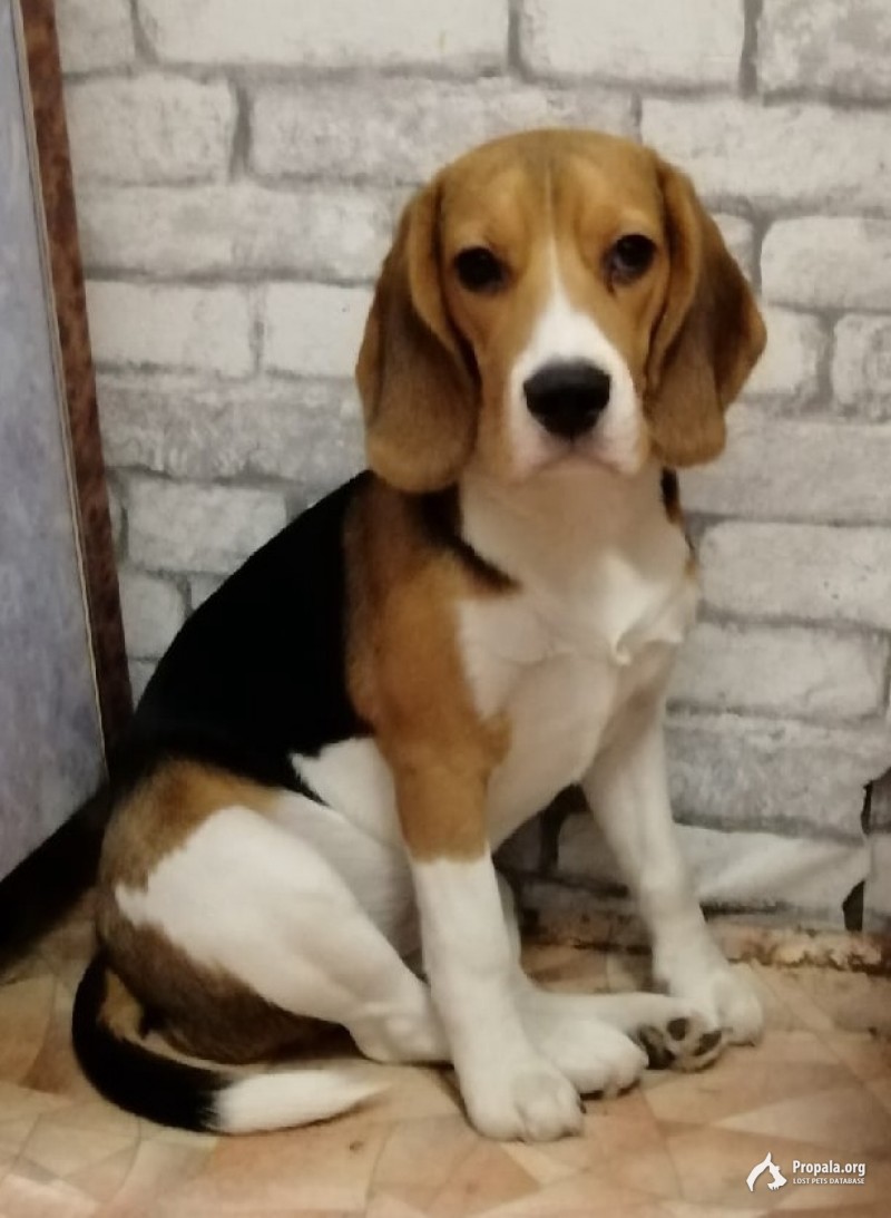 Пропала собака