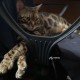 Пропал бенгальский кот