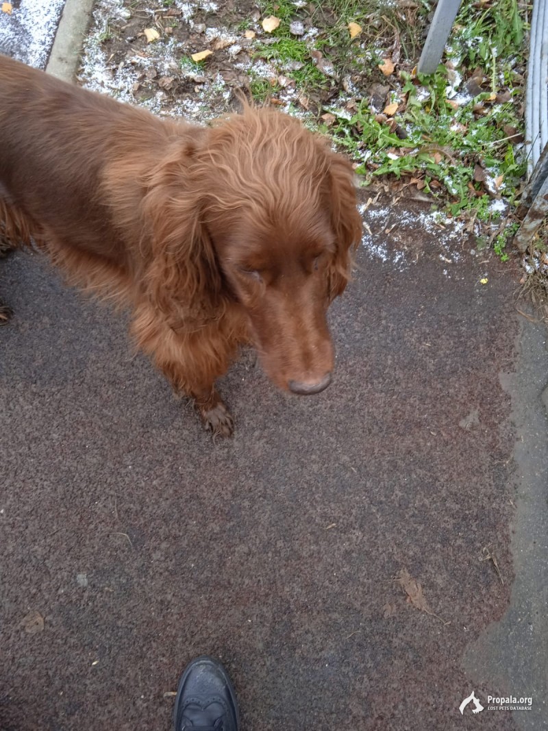 Бегает у детской поликлиники рыжий спаниэль в ошейнике