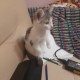 Помогите найти кошечку.