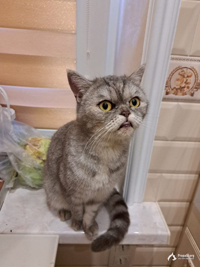 Найдена персидская кошка ЖК "Репино" (д.38)