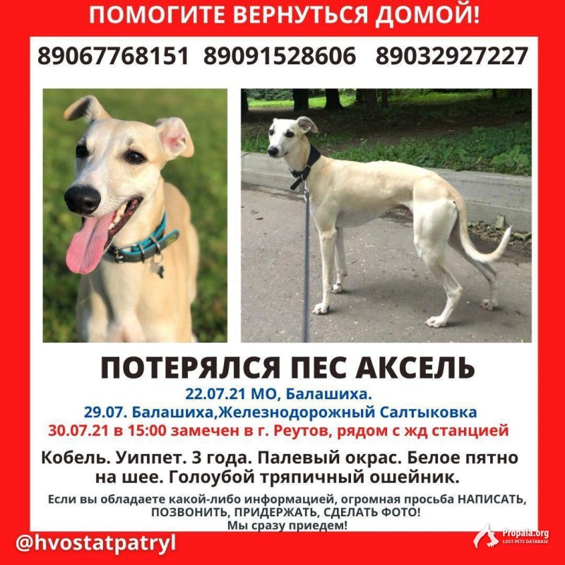 Пропал Уиппет