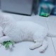 Кот в добрые руки (СРОЧНО)
